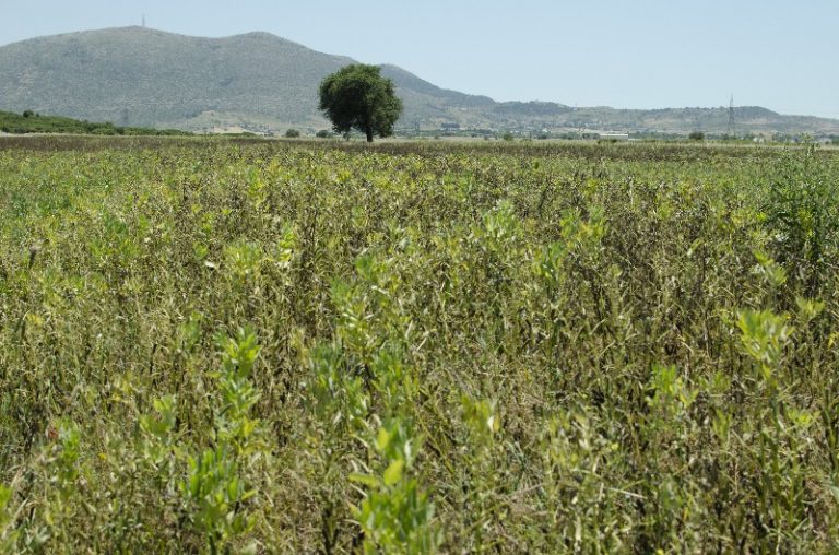 ΒΕΛΟ-ΒΟΧΑ: Μπήκε σε αγρόκτημα …αλλά τον βρήκαν!