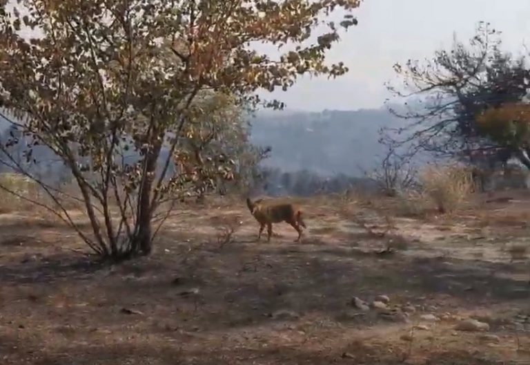 Τσακάλι στα καμμένα της Κορινθίας! (βίντεο)