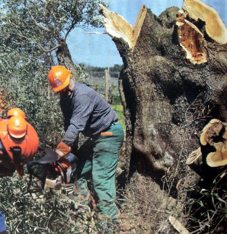 ΚΟΡΙΝΘΟΣ: Συζήτηση για την εκρίζωση ελαιοδένδρων κληροδοτήματος Σακελλαρίου…