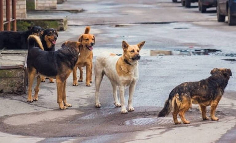 Στείρωσαν αδέσποτα ζώα στο Ξυλόκαστρο…