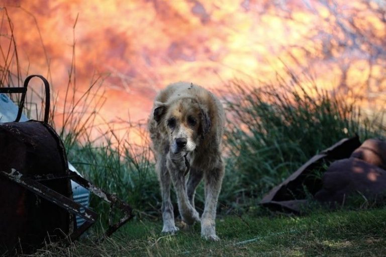 Φωτιά στην Κορινθία- Αυτός ο δήμος έδειξε ενδιαφέρον για την περίθαλψη των ζώων…