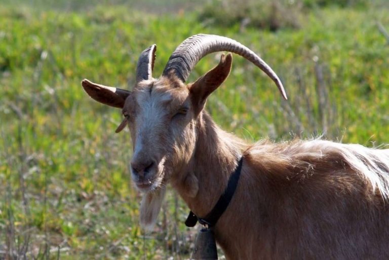 ΚΟΡΙΝΘΙΑ: …Τους ταλαιπώρησαν 2 τράγοι