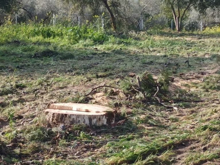 ΚΙΑΤΟ: Τι απέγιναν τα ξύλα που κόπηκαν, περίπου 70 με 80 τόνους; -Υπήρχαν οι άδειες κοπής; (φωτο)