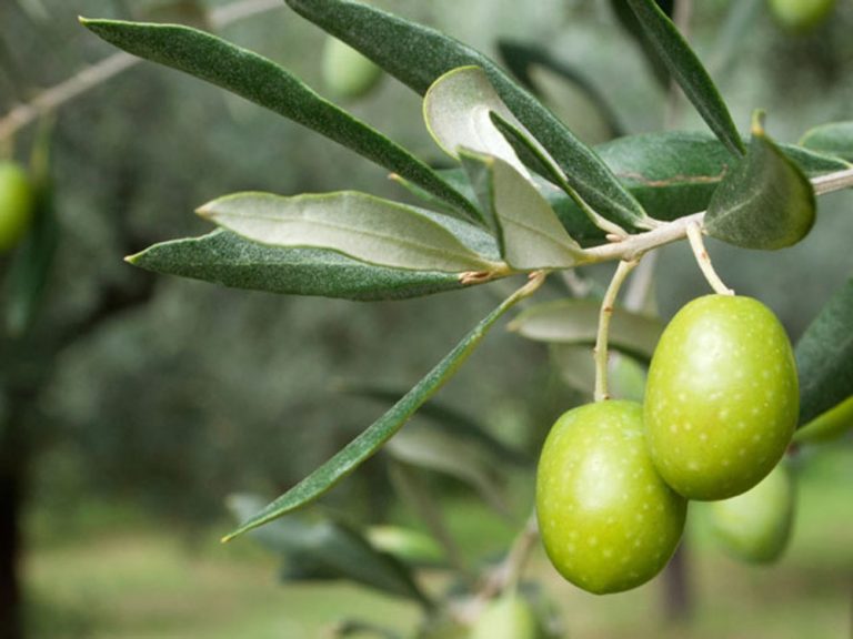 Το αίτημα που διατυπώνει ο σύλλογος φυτωριούχων Κορινθίας με έγγραφό του προς τον υπουργό…