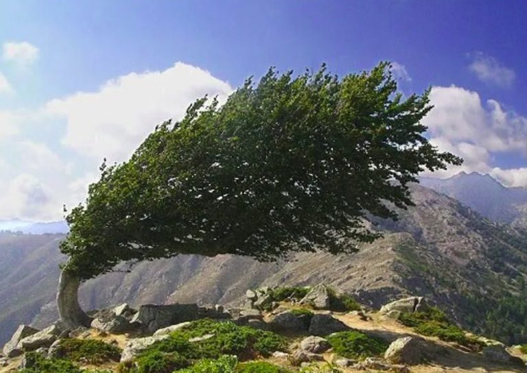 …Τα πήρε και τα σήκωσε στην ορεινή Κορινθία!