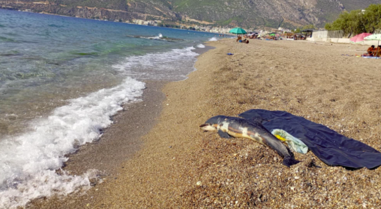 ΛΟΥΤΡΑΚΙ: Προβληματισμός από τους 2 θανάτους δελφινιών σε σύντομο χρονικό διάστημα στην ίδια περιοχή! (φωτο)