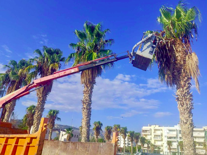 Εκτεταμένες παρεμβάσεις καθαρισμού και κλαδέματος των φοινίκων στον αναβαθμισμένο χώρο της Μαρίνας Ξυλοκάστρου