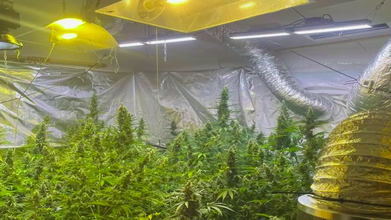 Πλήρως εξοπλισμένο εργαστήριο καλλιέργειας κάνναβης εντοπίστηκε σε ιδιωτική κατοικία στο Κιάτο! – Πως ακινητοποιήθηκε ο 51χρονος!