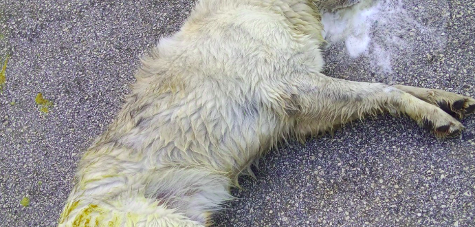 ΚΟΡΙΝΘΙΑ: Τα σκυλιά δεν ενοχλούσαν- Κάποιοι όμως …τα έστειλαν αδιάβαστα πετώντας φόλες!