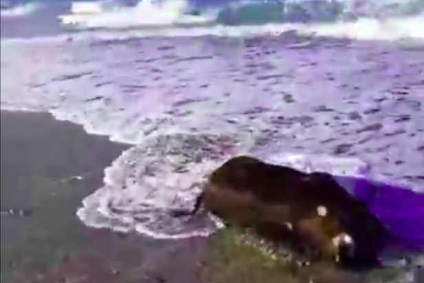 Αγριογούρουνο ξεβράστηκε στην παραλία Λουτρακίου!