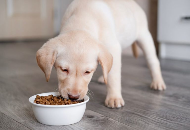 “Τι πρέπει να προσέξω πριν αγοράσω τροφή για το κουτάβι μου;”