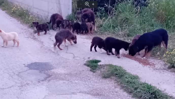 ΒΕΛΟ-ΒΟΧΑ: Γέμισαν με αδέσποτα (σκυλιά και κουτάβια)! (φωτο)