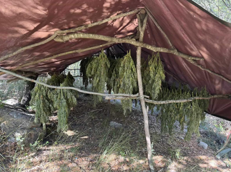 Η ασφάλεια Κορίνθου εντόπισε 330 δενδρύλλια στην Αχαΐα (φωτο)